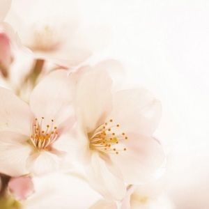 Meet your Posher, Mao